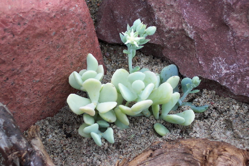 sedum gooldi